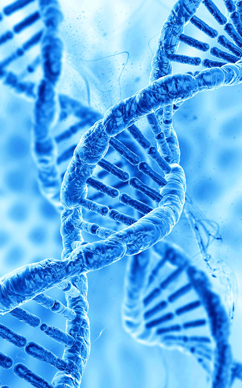 पीडीआरएन (पॉलीडीऑक्सीराइबोन्यूक्लियोटाइड)